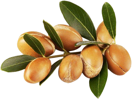 argan.png